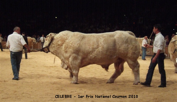 CELEBRE COURNON 2010